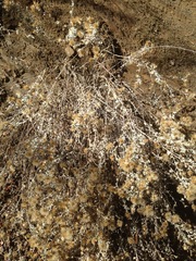 Brickellia nevinii