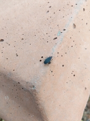 Melacoryphus rubicollis