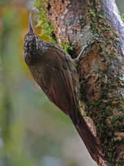 Montane Woodcreeper photo 3