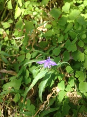 Palmerella debilis serrata