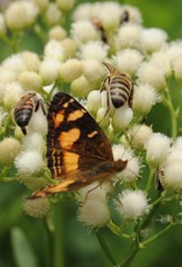 Telenassa berenice