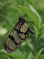 Methona confusa psamathe