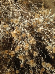 Brickellia nevinii