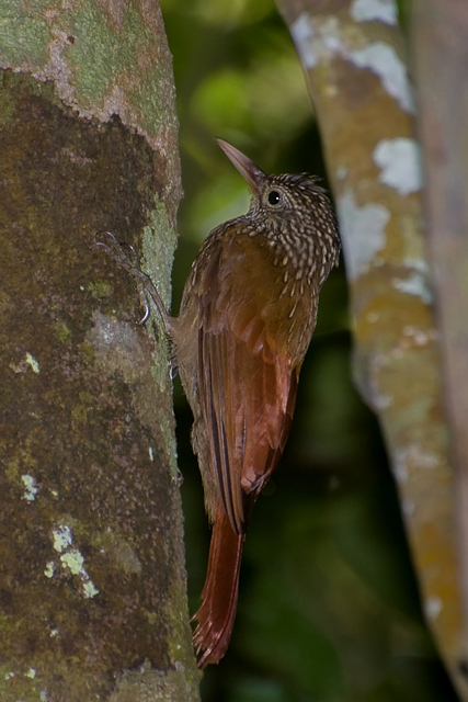 Striped Woodcreeper