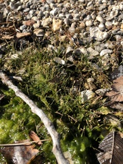 Eleocharis parvula