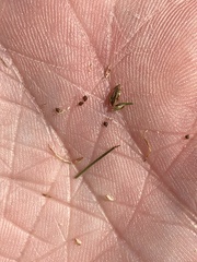 Eleocharis parvula