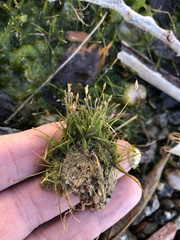 Eleocharis parvula