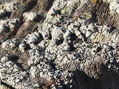 Pseudothelomma occidentale