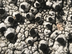 Pseudothelomma occidentale