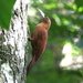 Great Rufous Woodcreeper - Photo (c) Hector Bottai, some rights reserved (CC BY-SA)
