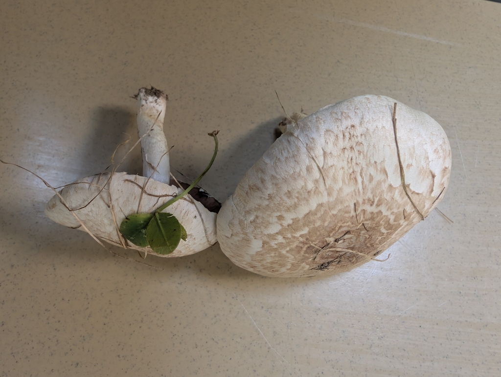 Agaricus sp. 'RWK1923'