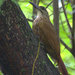 White-throated Woodcreeper - Photo (c) Dario Sanches, some rights reserved (CC BY-SA)