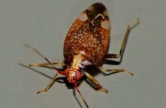 Chinamiris indeclivis