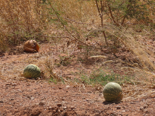 Citrullus amarus, photograph 4