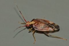 Chinamiris indeclivis