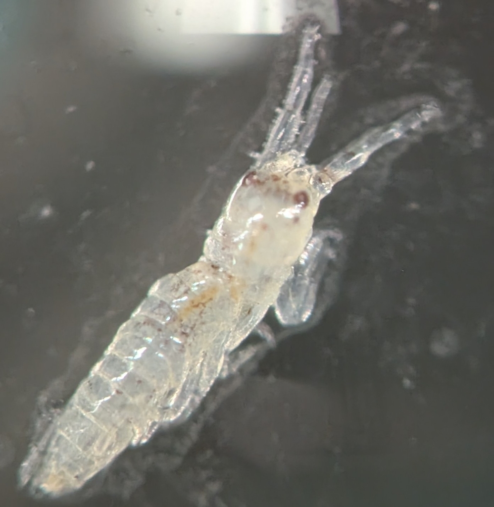 Americorophium stimpsoni