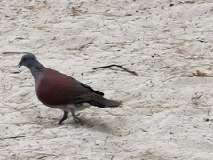Nesoenas picturatus