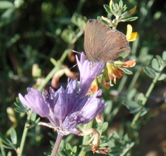 Callophrys augustinus iroides