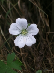 Geranium reptans