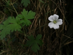 Geranium reptans