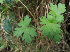 Geranium reptans