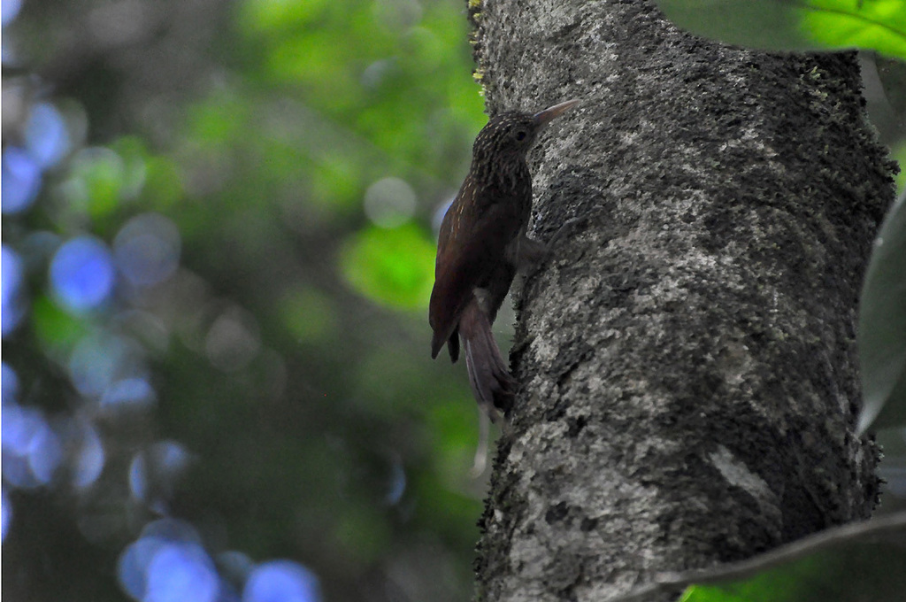 Elegant Woodcreeper (The Birds of the Yasuni) · iNaturalist