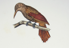 Ocellated Woodcreeper photo 2