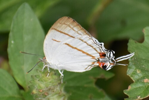 Iolaus eurisus