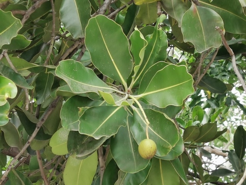 Clusiaceae image