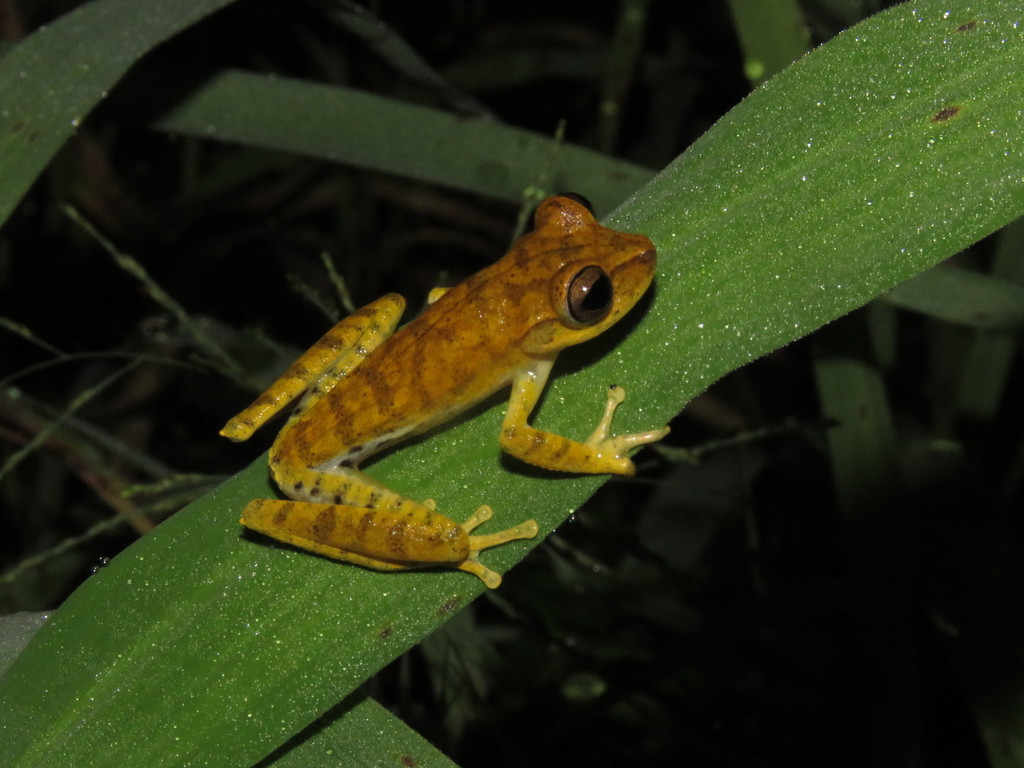 Sara Tree Frog