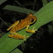 Sara Tree Frog - Photo (c) Vincent A. Vos, some rights reserved (CC BY), uploaded by Vincent A. Vos