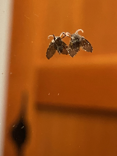 Unknown species found near Lane County, US-OR, US