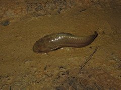 Armored Catfish photo 4