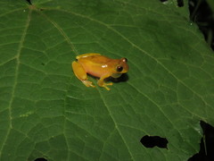 Dendropsophus joannae