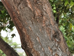 Calophyllum inophyllum image