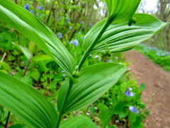 Polygonatum biflorum commutatum