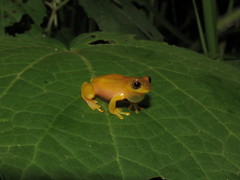 Dendropsophus joannae