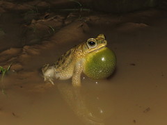 Rhinella major