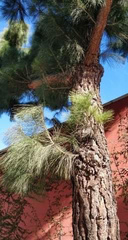 Pinus canariensis
