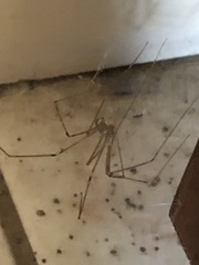 Pholcus phalangioides