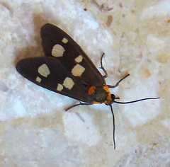 Dysauxes famula
