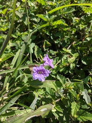 Ruellia nudiflora