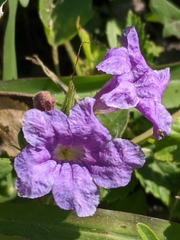 Ruellia nudiflora