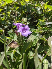 Ruellia nudiflora