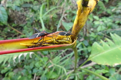 Leptoscelis tricolor