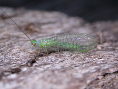 Mallada tripunctatus