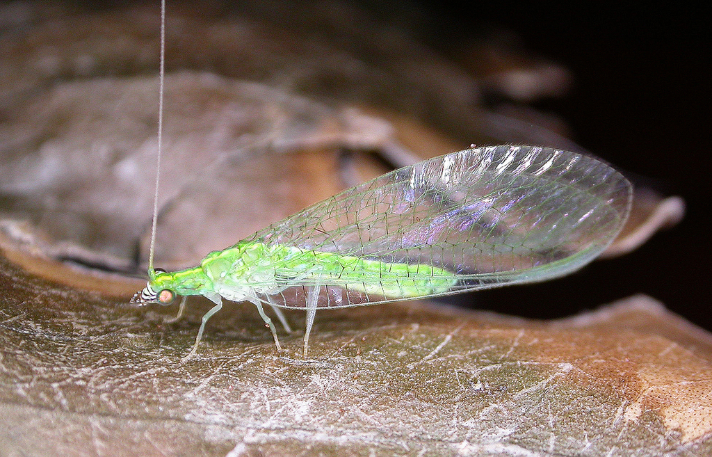 Mallada personatus
