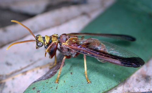 Euclimacia nuchalis