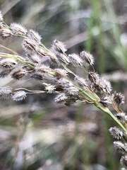 Anthenantia rufa
