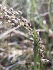 Anthenantia rufa